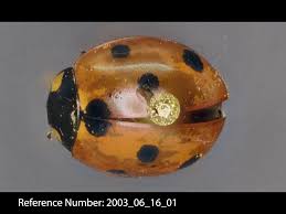 Attēlu rezultāti vaicājumam “Coccinellidae”