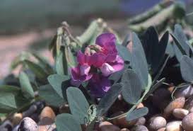 Attēlu rezultāti vaicājumam “Lathyrus japonicus subsp. maritimus flower”