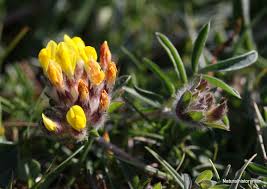 Image result for Anthyllis vulneraria rubra