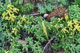 Attēlu rezultāti vaicājumam “Physarum virescens”