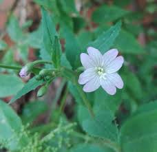 Attēlu rezultāti vaicājumam “Epilobium montanum flower”