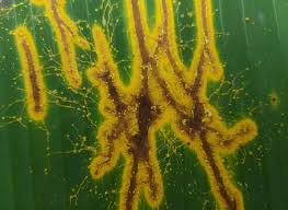 Attēlu rezultāti vaicājumam “Physarum sulphureum macro”