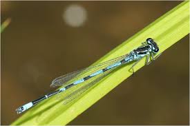 Attēlu rezultāti vaicājumam “Coenagrion pulchellum male”