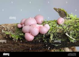 Attēlu rezultāti vaicājumam “Lycogala roseosporum”
