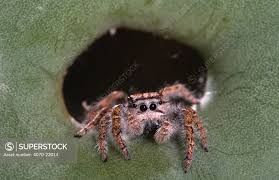 Attēlu rezultāti vaicājumam “Salticidae”