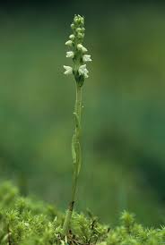 Attēlu rezultāti vaicājumam “Goodyera repens”