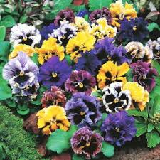Image result for Viola x wittrockiana `Hiemalis`
