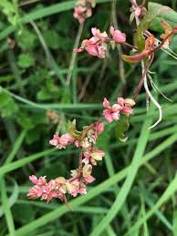 Attēlu rezultāti vaicājumam “Fallopia dumetorum fruit”