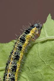 Attēlu rezultāti vaicājumam “Pieris brassicae larva”