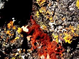 Attēlu rezultāti vaicājumam “Metatrichia vesparia”