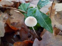Attēlu rezultāti vaicājumam “Mycena filopes”
