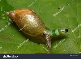 Attēlu rezultāti vaicājumam “Succinea”