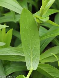 Attēlu rezultāti vaicājumam “Inula salicina bud”