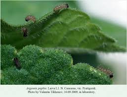 Attēlu rezultāti vaicājumam “Argynnis paphia larva”