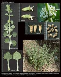 Image result for Marrubium vulgare