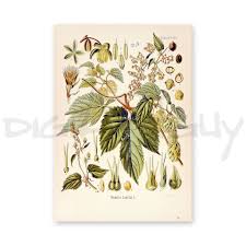 Attēlu rezultāti vaicājumam “Humulus lupulus”