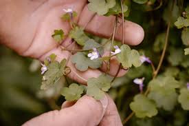Attēlu rezultāti vaicājumam “Cymbalaria muralis flower”