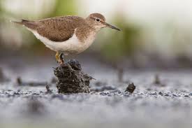 Attēlu rezultāti vaicājumam “Actitis hypoleucos”