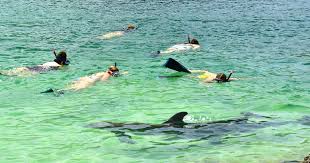 Image result for Belfairs Dolphins Snorkelling Club