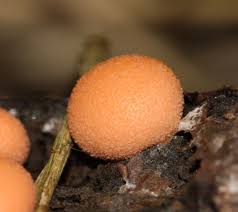 Attēlu rezultāti vaicājumam “Lycogala cf. fossiculatum macro”