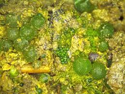 Attēlu rezultāti vaicājumam “Lycogala botrydium plasmodium”