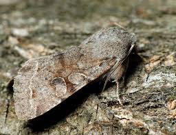 Attēlu rezultāti vaicājumam “Orthosia miniosa imago”