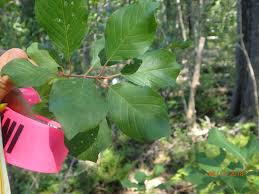 Attēlu rezultāti vaicājumam “Frangula alnus leaf”