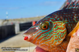 Image result for Symphodus melops