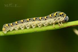 Attēlu rezultāti vaicājumam “Tenthredo mandibularis larva”