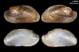 Attēlu rezultāti vaicājumam “Unio crassus”