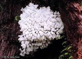 Attēlu rezultāti vaicājumam “Ceratiomyxa fruticulosa”