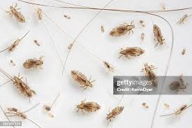 Attēlu rezultāti vaicājumam “Phthiraptera”