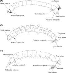Attēlu rezultāti vaicājumam “Chironomidae larva”