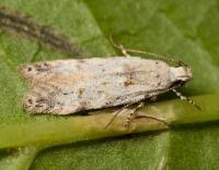 Attēlu rezultāti vaicājumam “Carpatolechia alburnella”