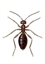 Attēlu rezultāti vaicājumam “Biorhiza pallida”