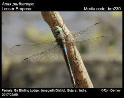 Attēlu rezultāti vaicājumam “Anax parthenope”