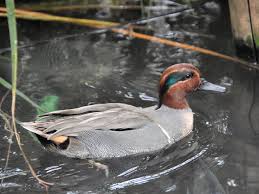 Attēlu rezultāti vaicājumam “Anas crecca”