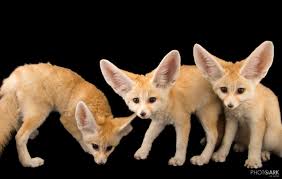 Attēlu rezultāti vaicājumam “Vulpes zerda”