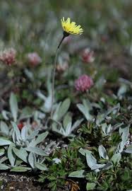 Image result for Hieracium pilosella