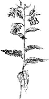 Attēlu rezultāti vaicājumam “Symphytum asperum”