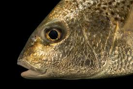 Image result for Pomadasys commersonnii