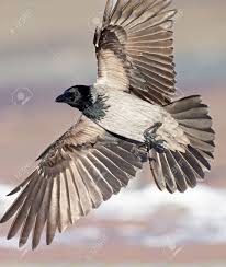 Attēlu rezultāti vaicājumam “Corvus cornix juvenile”