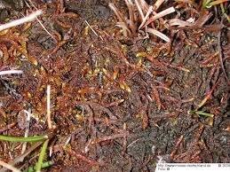 Attēlu rezultāti vaicājumam “Pseudocalliergon turgescens”