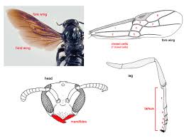 Attēlu rezultāti vaicājumam “Hymenoptera”