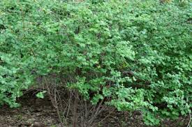 Attēlu rezultāti vaicājumam “Symphoricarpos x chenaultii”