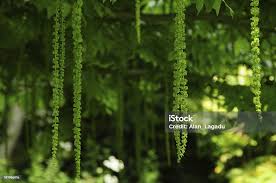 Attēlu rezultāti vaicājumam “Pterocarya fraxinifolia flower”