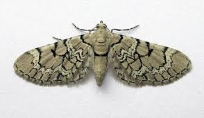 Attēlu rezultāti vaicājumam “Eupithecia venosata”