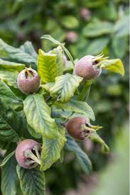 Attēlu rezultāti vaicājumam “Mespilus germanica fruit”