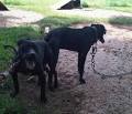 ONLINE PEDIGREES     290514     HEAVY MAVERICKHEAVY SIX BITS