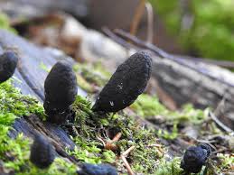 Attēlu rezultāti vaicājumam “Xylaria longipes”